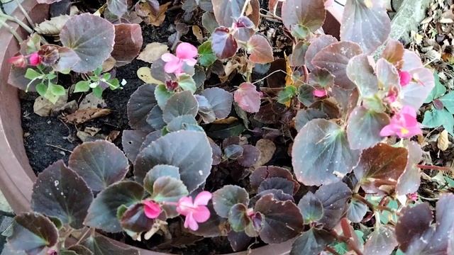 Цветы в саду на 14 ноября смотреть онлайн