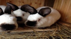 Топ 3 породы кроликов для разведения, сравниваем основные характеристики!! Сделай верный выбор!!!