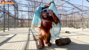 Орангутан Дана - ПРОТОТИП  ТУРИСТА НА ПЛЯЖЕ! Тайган.