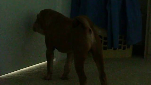 SHARPEI MANOLO BARKING смотреть онлайн