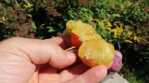 Ранние сорта сливы Деликатная и Награда неманская в Московской обл.