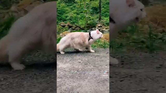 Мейн-кун котята смотреть онлайн