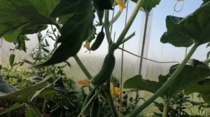 Огурец ВЬЮГА Ф1 Новинка 2022 г // Июнь 2022 г // С.Х.У