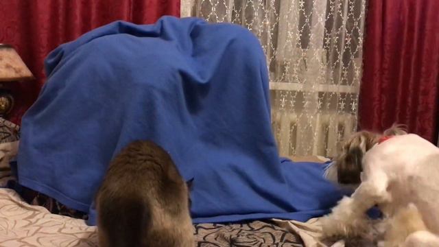 Ши-Тцу скулит на звук игрушки смотреть онлайн