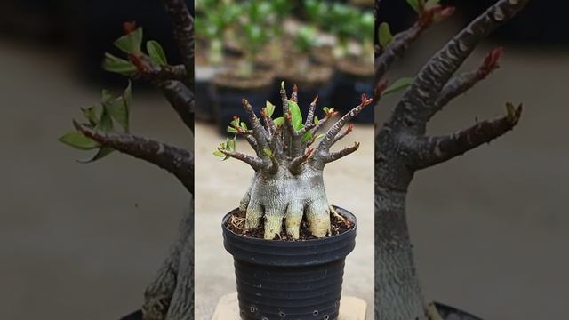 Desert Rose. Adenium. Bonsai. Ornamental plant hobby. houseplant. #plants смотреть онлайн