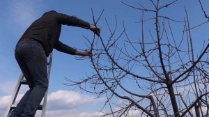 КАК ОМОЛОДИТЬ СТАРУЮ ЧЕРЕШНЮ / КАК ОБРЕЗАТЬ СТАРУЮ, ЗАПУЩЕННУЮ ЧЕРЕШНЮ