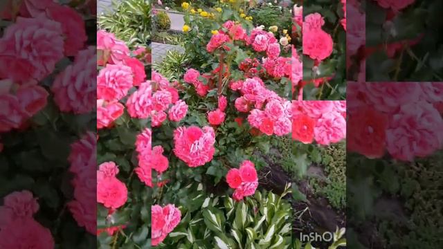 Роза РОЗАРИУМ ЮТЕРСЕН "Rosarium Uetersen" смотреть онлайн