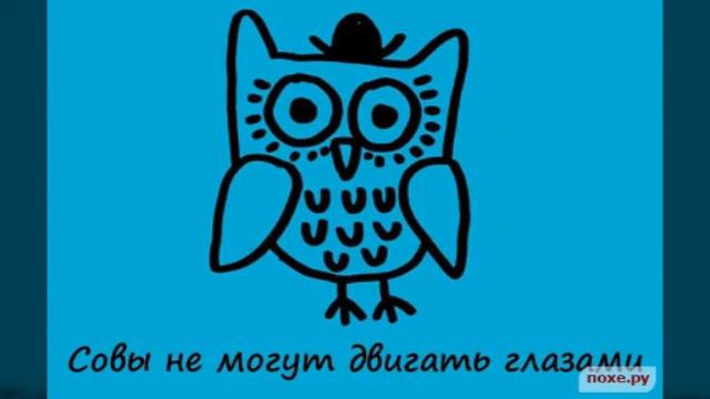 А знаете ли вы что...#3|Подписка на канал обязательна! смотреть онлайн