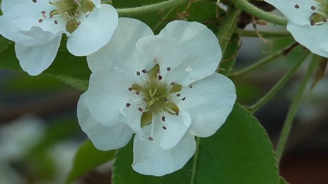 Груша цветет