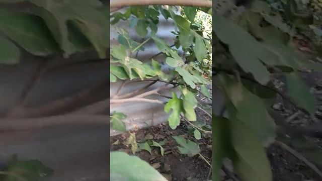 Обрезка и укрытие инжира на зиму 1 смотреть онлайн