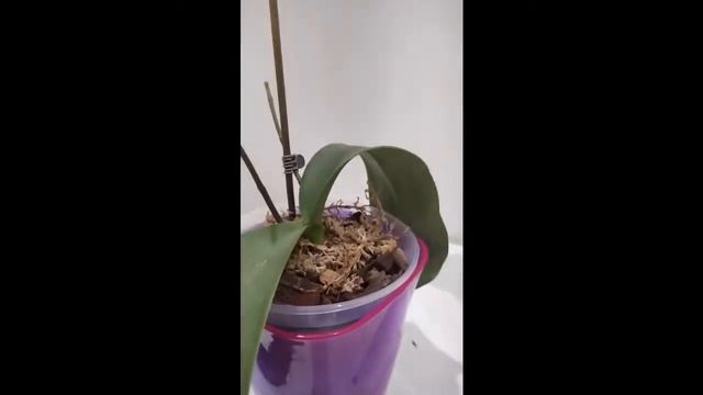 Реанімація орхідеї(листя як тряпочки,коріння майже відсутнє)!!! смотреть онлайн