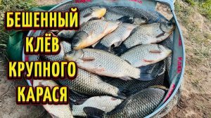 Ловля КРУПНОГО КАРАСЯ на ФЛЭТ ФИДЕР на ДИКАРЕ