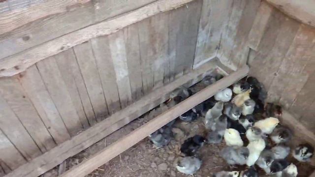 Вывели цыплят в общество. Первый раз во дворе. смотреть онлайн