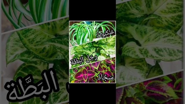 Растения. النباتات ???#arabic #арабский_язык #растения #النباتات #колеус #арабскиеслова смотреть онлайн
