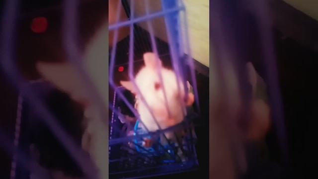 ???❤ ?#грызуны #рек #крыс #милота #мем #крыска #shorts #животные #pet #звери #паук #мышь #снежок смотреть онлайн