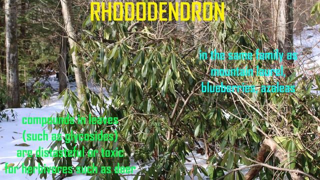 rhododendron & mountain laurel in winter смотреть онлайн