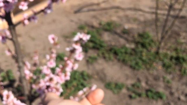 Нектарин Харко, состояние после заморозка 2020. смотреть онлайн