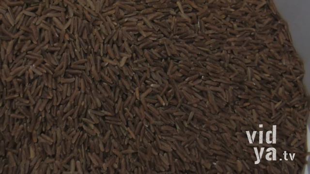 The Seduction of Brown :: Rice смотреть онлайн