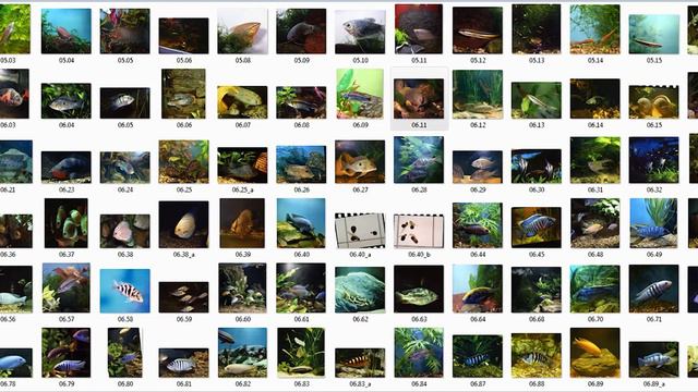 Фавориты аквариума - все иллюстрации 2018/All illustrations - Favourites of aquarium смотреть онлайн