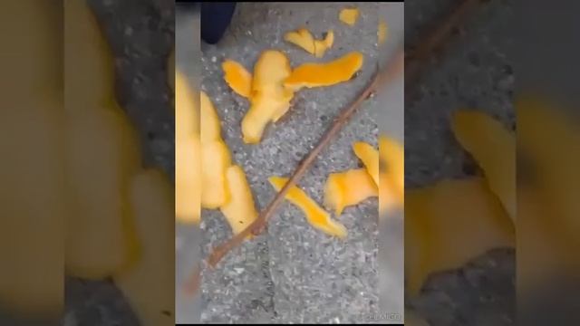 От поля до стола: Удивительный процесс сбора и сушки хурмы. Хурма от ФрутоМафии