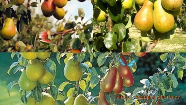 Груша обыкновенная Чудесница - Ника (pyrus) ? обзор: как сажать, саженцы груши Чудесница - Ника смотреть онлайн