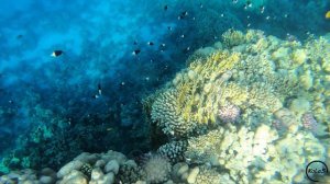 Jaz Fanara Resort & Residence 4* Nice fishes in Reef. #Sharm El Sheikh, #Ägypten #شرم الشيخ ep.1