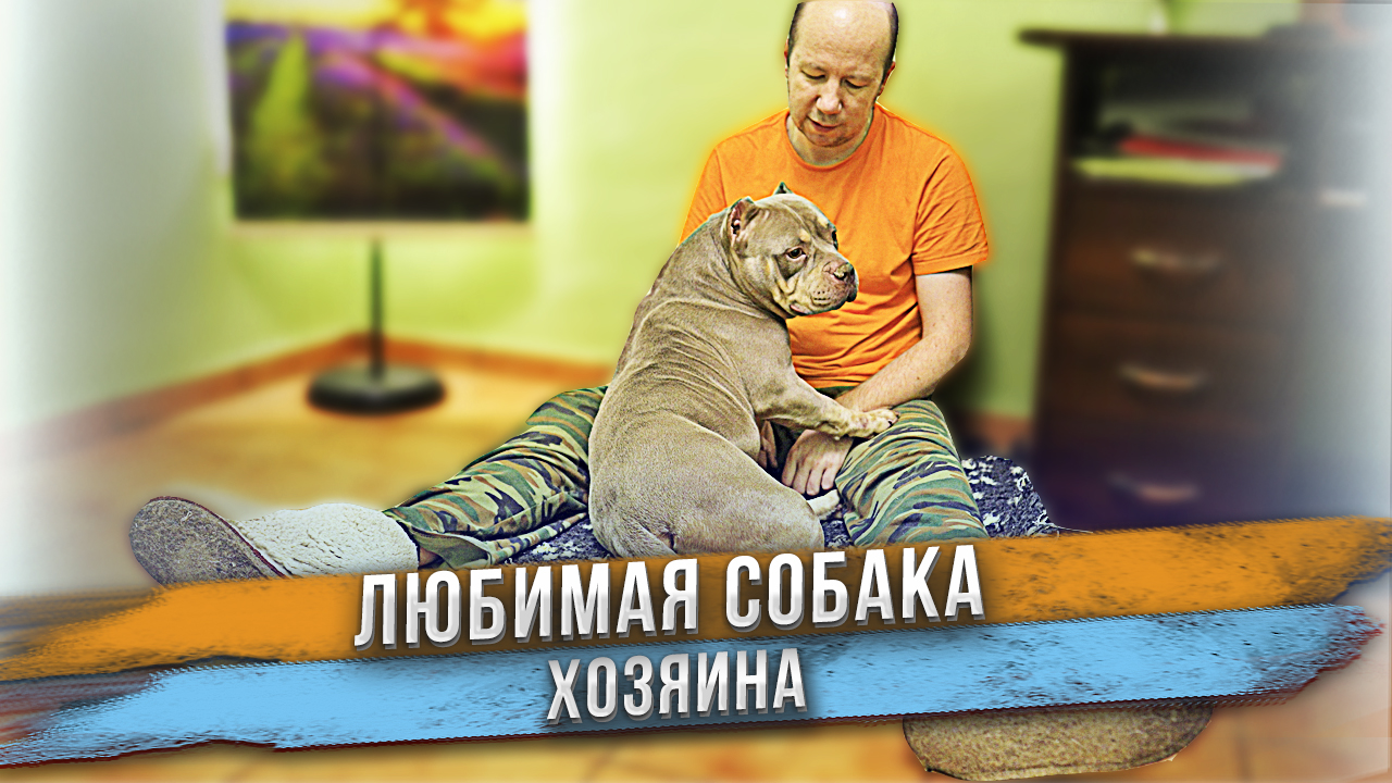 Наши собаки не живут в вольерах!? смотреть онлайн