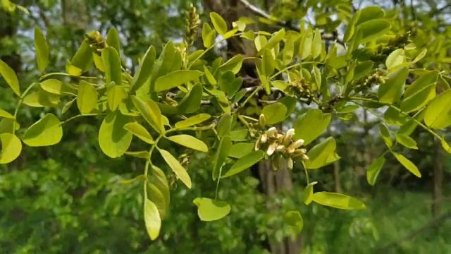 Когда же зацветет акация? смотреть онлайн