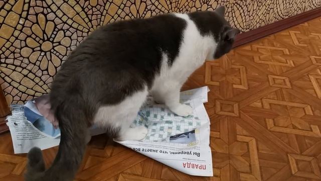 Как правильно читать газету научит кот Фёдор смотреть онлайн