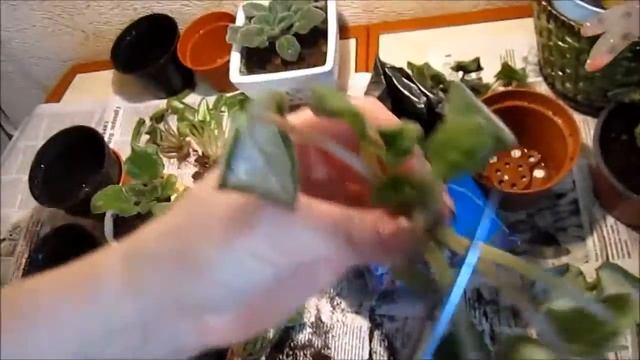,,Пересадка цветов после зимы,, смотреть онлайн