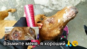 Бездомный ПЕС прижимался к прохожим в надежде что его Заберут домой