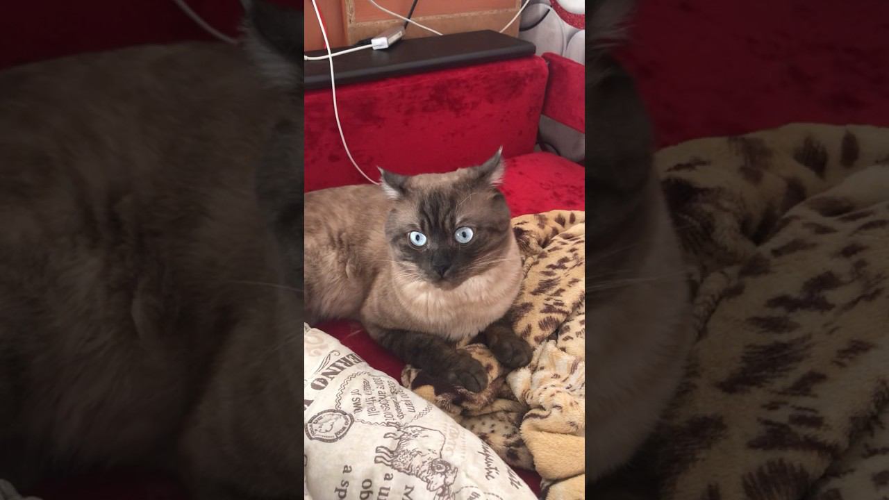 Симба слушает выговор за неадекватное поведение #котики