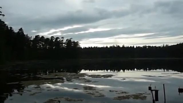 Небольшое болото в лесу, Тверская область (12.07.09) смотреть онлайн