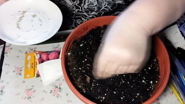 Букетный способ посева астр без пикировки смотреть онлайн