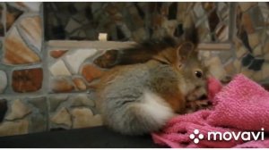 Новый питомец в нашей банде. Помогайте придумать имя?