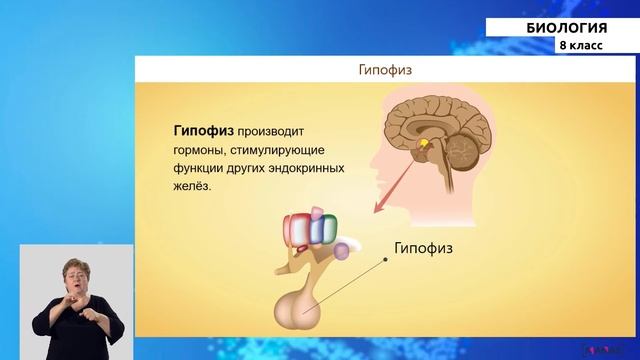 8 класс - РУ - Биология - №3 - Регуляция процессов жизнедеятельности смотреть онлайн