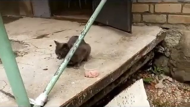 Кормим котят. Почему котят нету только мама кошка есть смотреть онлайн