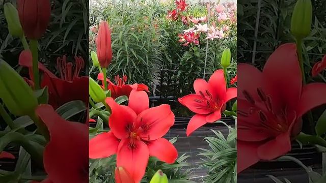Lilia Azjatycka Lilium 'Red Highland' 🪴 Zobacz jak wygląda 🌱 - CEBULE które KWITNĄ - смотреть онлайн