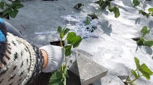 Упрощённое надёжное крепление спанбонда