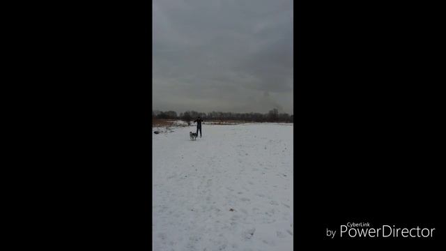 2 Хаски в квартире:) ничего страшного смотреть онлайн