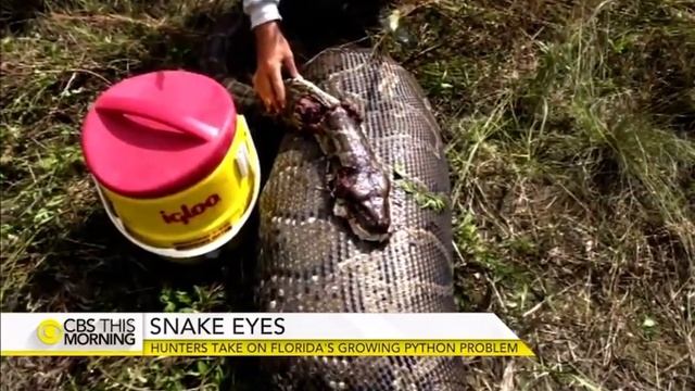Python hunters take on Florida Everglades' snake problem смотреть онлайн