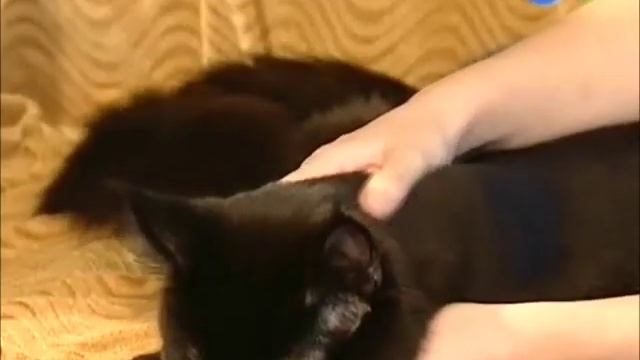 Черный мейн кун / Питомник мейн кунов Svargas.wmv смотреть онлайн