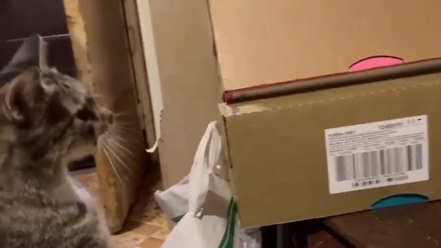 1а класс: Как мы помогали приюту. смотреть онлайн