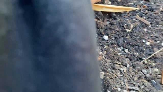 SEED UPDATE: 1 Week After Planting! Plus: Planting Pandan Grass and Sweet Potatoes! смотреть онлайн