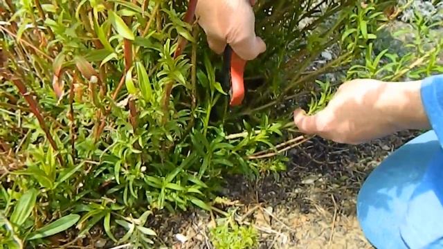 Penstemon Spring Pruning смотреть онлайн