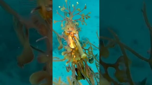 ПОДВОДНЫЙ МИР