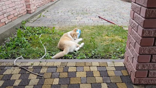 Акита ину играет AKITA INU play смотреть онлайн