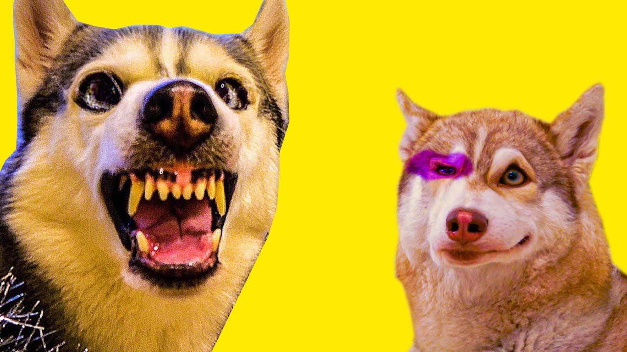 Я ПОБИЛ БУБЛИКА!!! (Хаски Бандит) Говорящая собака смотреть онлайн