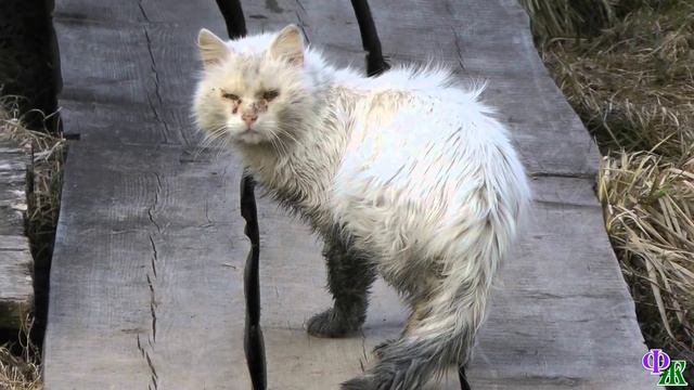 Схватив КОТЁНКА, бывший хозяин приложил его затылком одним ударом о камень. Котик дернулся и затих… смотреть онлайн