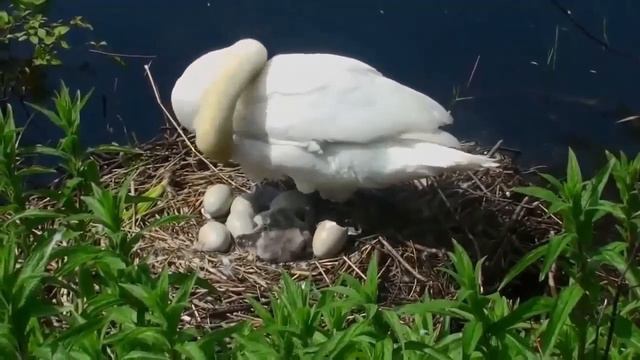 Любовь уставших лебедей смотреть онлайн